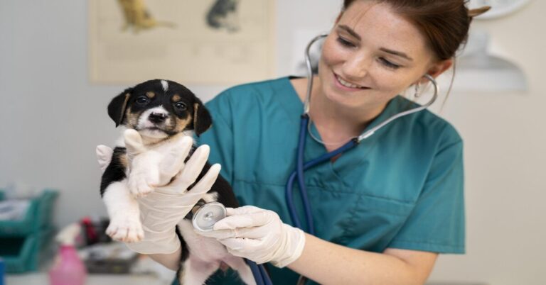 Curso Gratuito de Auxiliar de Veterinário ministrado pelo Portal Idea: Saiba mais sobre o curso